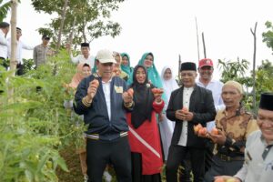 Cegah Dampak Inflasi dan Stunting, Kampung Cemparam Jaya Budidaya Tanaman Tomat dan Pelihara Ternak