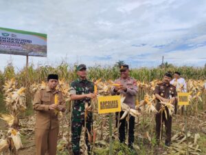 Kapolsek Simpang Kiri Ikuti Kegiatan Panen Jagung Perdana Program IM Jagong