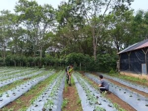 Tingkatkan Ketahanan Pangan, Babinsa Dampingi Petani Rawat Tanaman Cabe