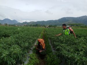 Sukseskan Ketahanan Pangan Babinsa Bantu Petani Memanen Cabe