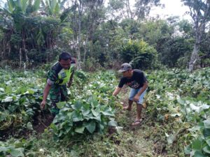 Tingkatkan Ketahanan Pangan Babinsa Bantu Warga Merawat Tanam Ubi Jalar