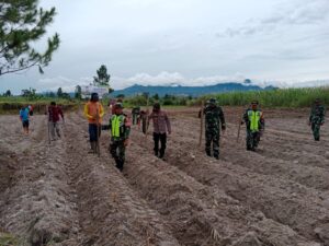 Tingkatkan Ketahanan Pangan, Koramil 09/ Ketol Tanam Jagong PerdanaTahap II