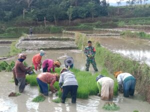 Patut Dicontoh, Babinsa Koramil 10/Celala Terjun Langsung Bantu Petani Padi