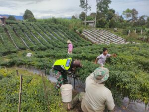 Babinsa Koramil 09/ Ketol Dampingi Petani Memanen Cabe