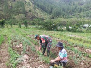 Tingkatkan Stabilitas Ekonomi Masyarakat, Babinsa Dampingi Petani Memanen Bawang