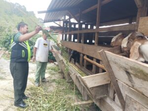 Pererat Silaturrahmi, Babinsa Melaksanakan Komsos dengan Peternak Kambing