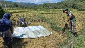 Wujudkan Ketahanan Pangan, Babinsa Dampingi Petani Memanen Padi