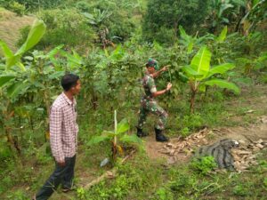 Komsos Bersama Petani Babinsa Memberikan Pendampingan Perawatan Tanaman Kacang Panjang