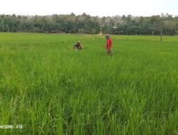 SERMA Arie Gunawan Maksimalkan Pertumbuhan Padi, Bantu Petani Di Sawah