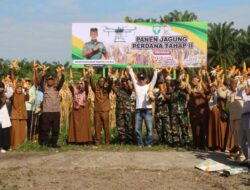 Kodim 0104/Atim Sukses Melaksanakan Panen Jagung Perdana Tahap II pada Program I’M Jagong