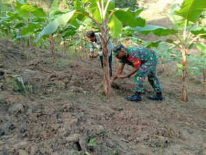 Babinsa Bantu Warga Tanam Bibit Mentimun Sinergi Pertanian Lokal