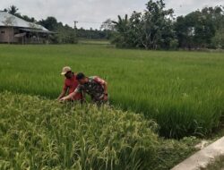 Sukseskan Program Kementan Untuk Suasembada Pangan, Babinsa Koramil 16/Pdw Turun Ke Sawah Mendampingi Petani