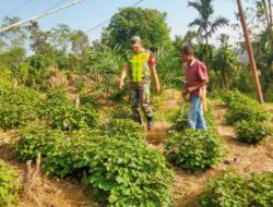 Optimalkan Pengembangan Tanaman Nilam di Desa Binaanya, Peran Babinsa Dalam Bantuan Perawatan Dan Pertumbuhan Tanaman