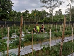 Serda A.S Tanjung Simpang Jernih Pendampingan Efektif Dalam Basmi Hama Cabe