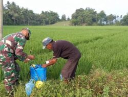 Upaya Bersama Babinsa dan Petani Bukit Kuta Lindungi Padi dari Hama Ulat di Bulan Puasa