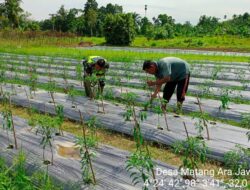 Sertu Riduan Dampingi Petani Merawat Tanaman Cabe