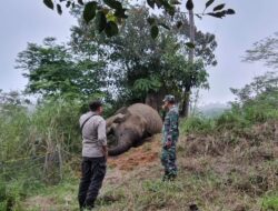 Misteri Kematian Gajah: Polisi Datangi TKP di Gunung Salak Kilometer 35