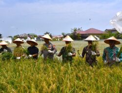 Pj.Walikota Langsa Panen Perdana Padi Program Ketahanan Pangan di Gampong Matang Seulimeng