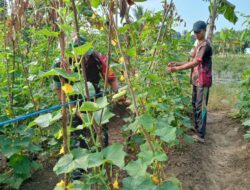 Babinsa Koramil 05/Idr bersama Poktan Mitra Tani Mengecek Pertumbuhan Mentimun untuk Meningkatkan Ketahanan Pangan