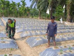 Upaya Babinsa Dampingi Petani Dalam Merawat Tanaman Cabai