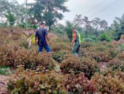 Demi Kesejahteraan Rakyat Babinsa 10/Simpang Jernih Bantu Petani Rawat Pohon Nilam