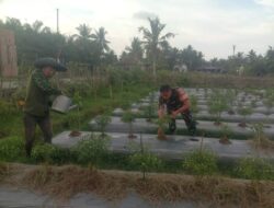 Menjadi Pilar Penting Dalam Mewujudkan Ketahanan Pangan Babinsa Aktif Dampingi Petani Cabe