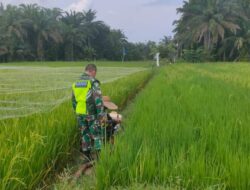 Babinsa 02/Karang Baru Bantu Petani Usir Hama Burung