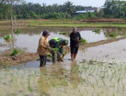 Sukseskan Swasembada Pangan, Serda Ridwan Dampingi Petani Tanam Padi