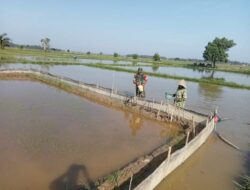 Memulai Hanpangan dari Desa Binaan Serda Safii melakukan pemantauan pertumbuhan bibit padi yang telah di tabur untuk mengsukseskan program Hanpangan Nasional