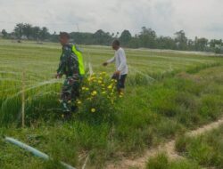 Turun Sawah, Babinsa Medang Ara Bantu Petani Usir Hama Burung