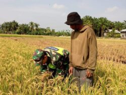 Peduli dengan Pertanian Lokal,Pelda Chandra Membantu Petani Mengecek Kesiapan Panen Padi