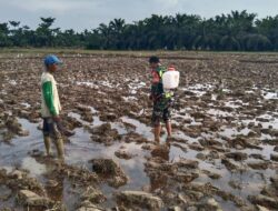 Babinsa Serda Dedi Syahputra Bantu Petani Semprot Hama Keong Mas