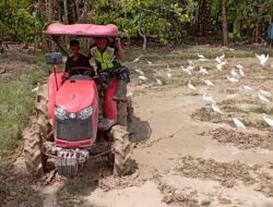 Demi Suksesnya Swasembada Pangan Daerah Babinsa Koramil 02/KB Dampingi Petani Bajak Sawah