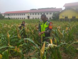 Serka Subagio Mendampingi Kelompok Tani ” Sepakat Tani” Cek Tanaman Jagung Siap Panen