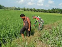 Serda Ridwan Terjun Langsung Dampingi Petani Meninjau Tanaman Padi