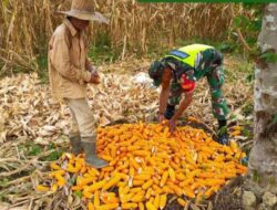 Dukung Penguatan Pangan, Babinsa Serka Indra Lubis Dampingi Petani Panen Jagung