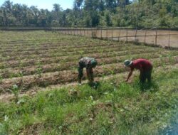 Serda Mardiansyah, Babinsa Koramil 06/Dam, Membantu Warga Membersihkan Tanaman Jagung dari Gulma