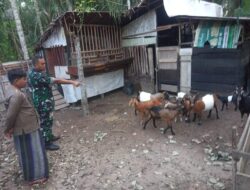 Jelang Hari Raya Qurban, Babinsa Tinjau Persiapan Peternak Kambing