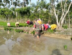 Tradisi “Meukat” Hidup Kembali, Serma Abdul Hakim Bantu Petani Seuneubok Tuha