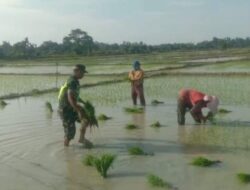 Hadir Dampingi Petani Padi, Babinsa Bantu Angkut Bibit Padi Yang Siap Tanam