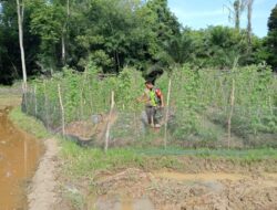 Babinsa Koramil 12/Sry Terjun Langsung Membantu Petani Panen Sayur Pare