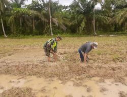 Gunakan Cangkul, Babinsa Ikut Dampingi Petani Mengelola Sawah