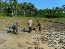 Serda Mardiansyah Babinsa Bukit Rumia Terjun Ke Sawah, Bantu Petani Siapkan Lahan Tanam padi