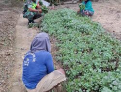 Dukung Kesejahteraan Petani Sayur, Babinsa Bantu Petani Panen Bayam