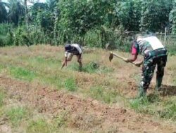 Babinsa Koramil 03/Seruway Bantu Petani Olah Lahan Tanaman Cabai