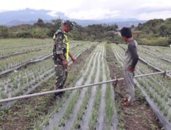 Babinsa Bersama Poktan Dongkrak Ketahan Pangan