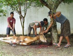 Plt. Bupati Labuhanbatu Sembelih Empat Ekor Sapi Kurban