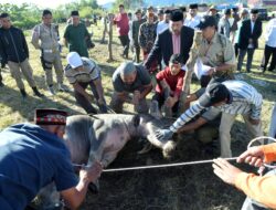 Pj. Bupati Haili Yoga Saksikan Penyembelihan 31 Hewan Qurban, dan serahkan secara simbolis untuk pencegahan stunting.