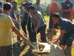 Pelaksanaan Qur’ban di Mesjid Nurul Iman Berghang, Sembelih 12 Ekor.Sapi dan 2 Ekor Kambing Hari Ke Dua Idul Adha