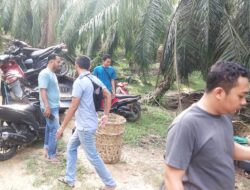 Lokasi Perjudian Sabung Ayam Di Grebek Sat Reskrim Polres Langsa